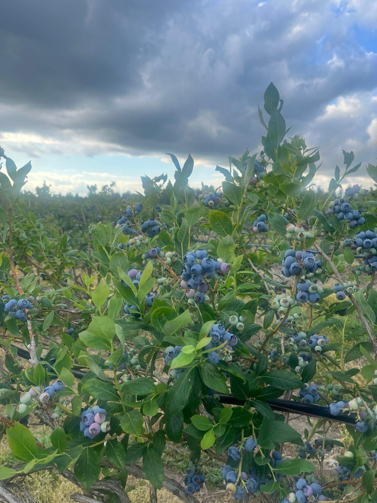 Ripe blueberries on the bush