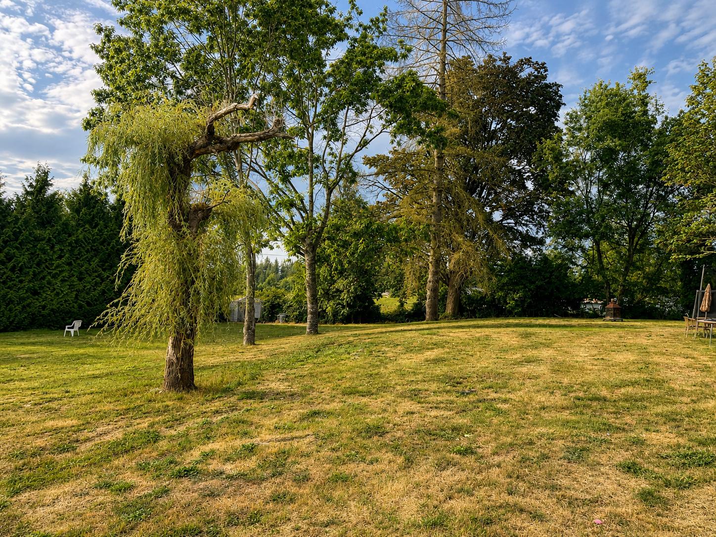 The open event lawn under the willows