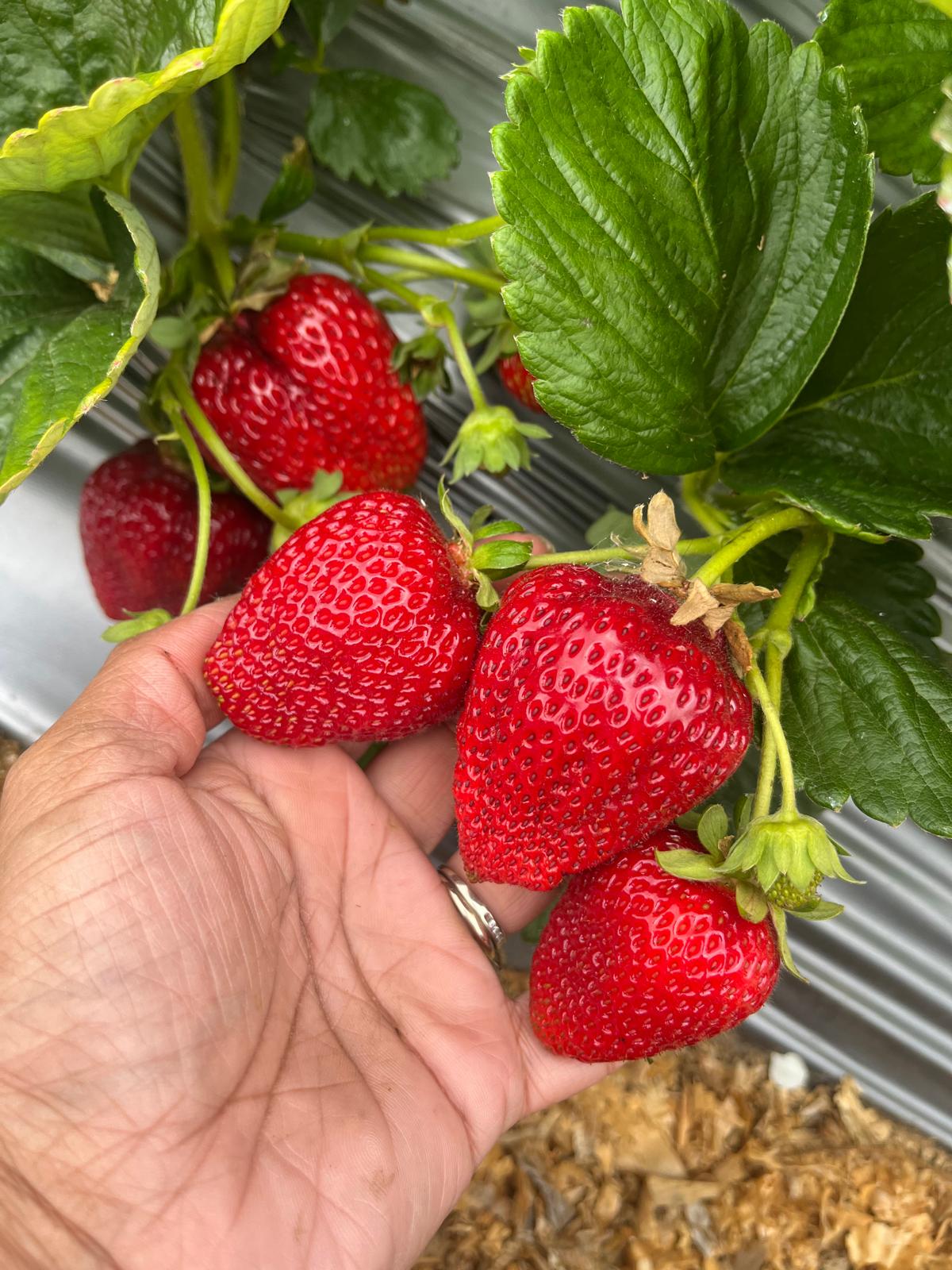 A handful of just-picked strawberries