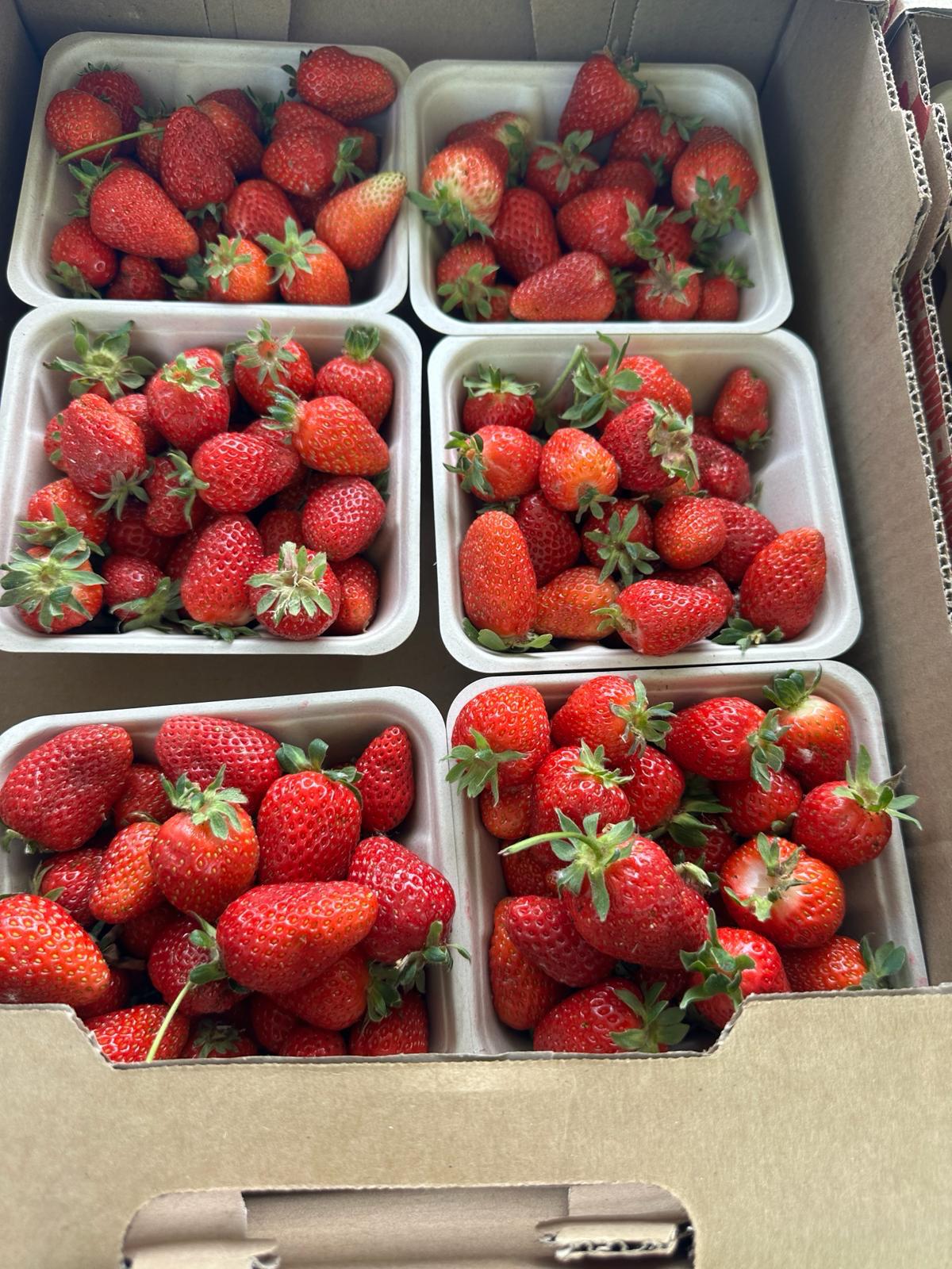 Flats of ready-picked strawberries